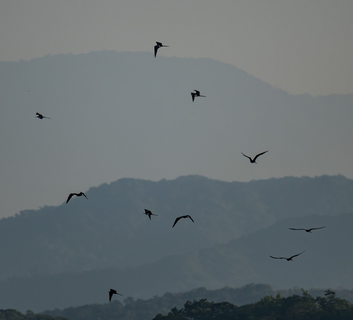 Magnificent Frigatebird - ML644253552