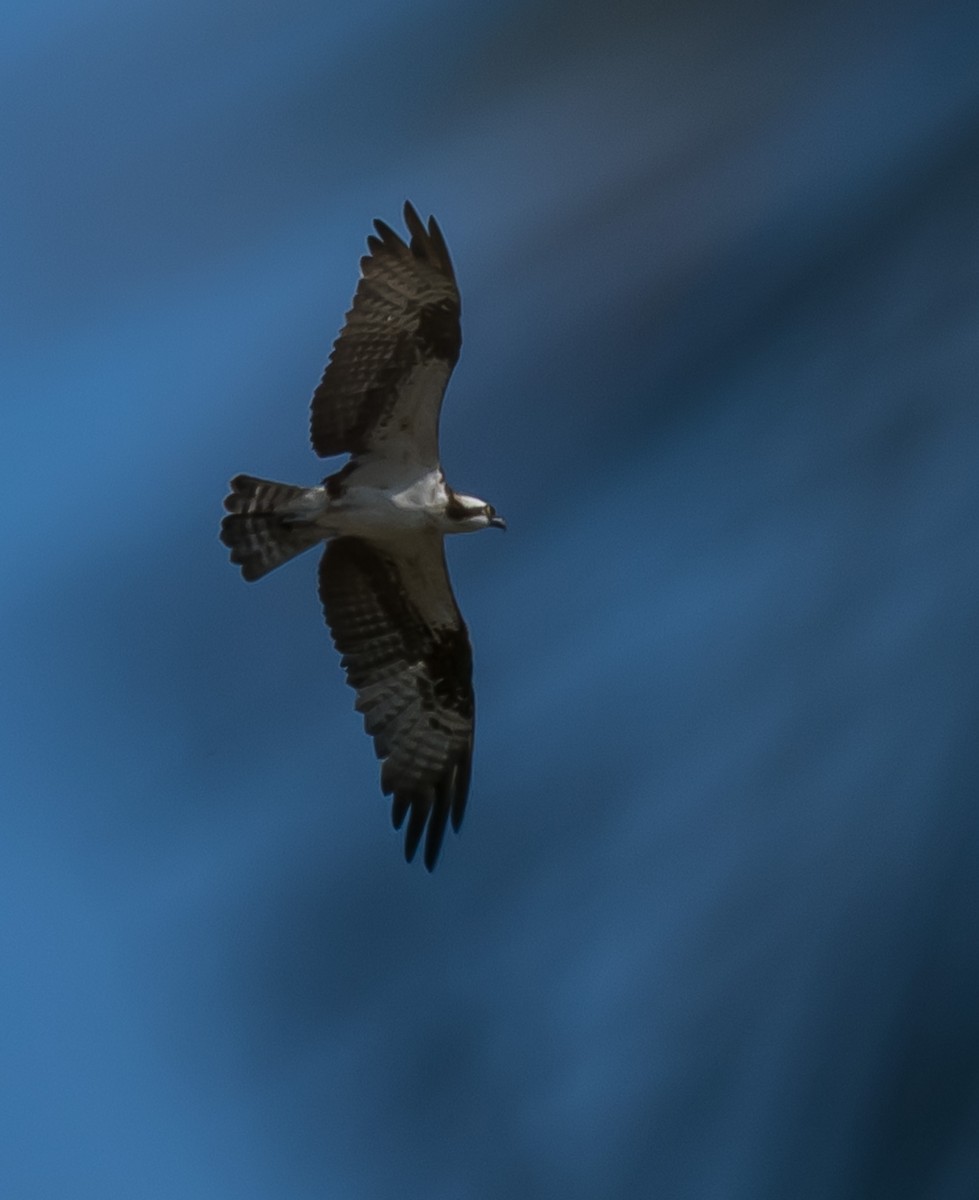 Osprey - ML644253554