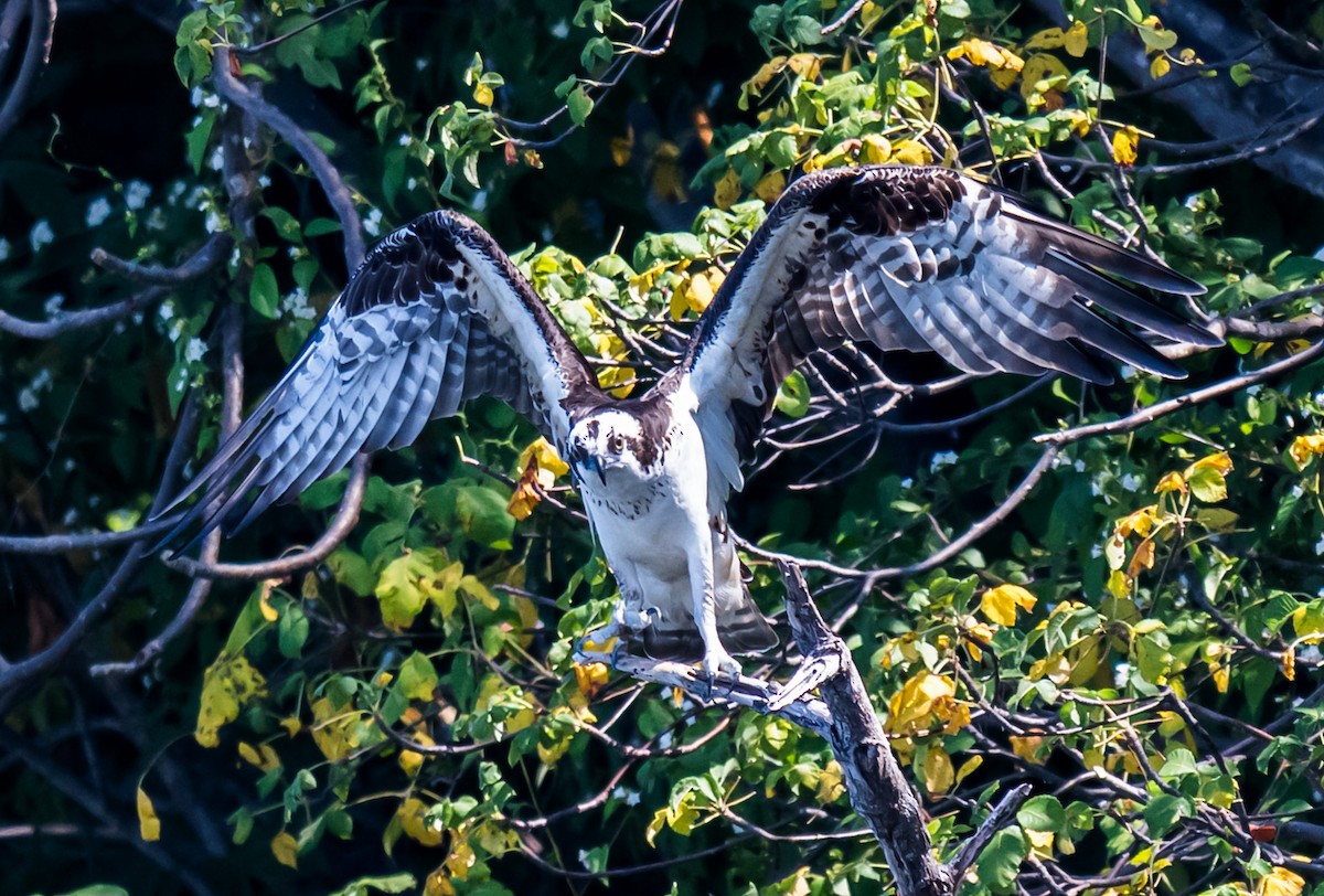Osprey - ML644253555