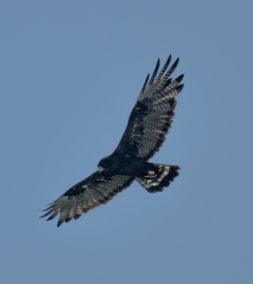 Zone-tailed Hawk - ML644253564