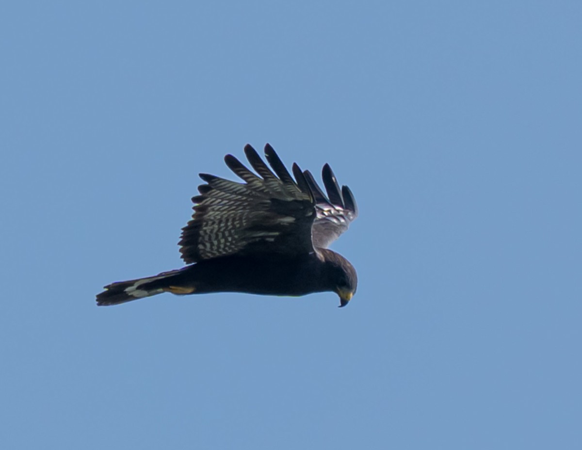 Zone-tailed Hawk - ML644253568