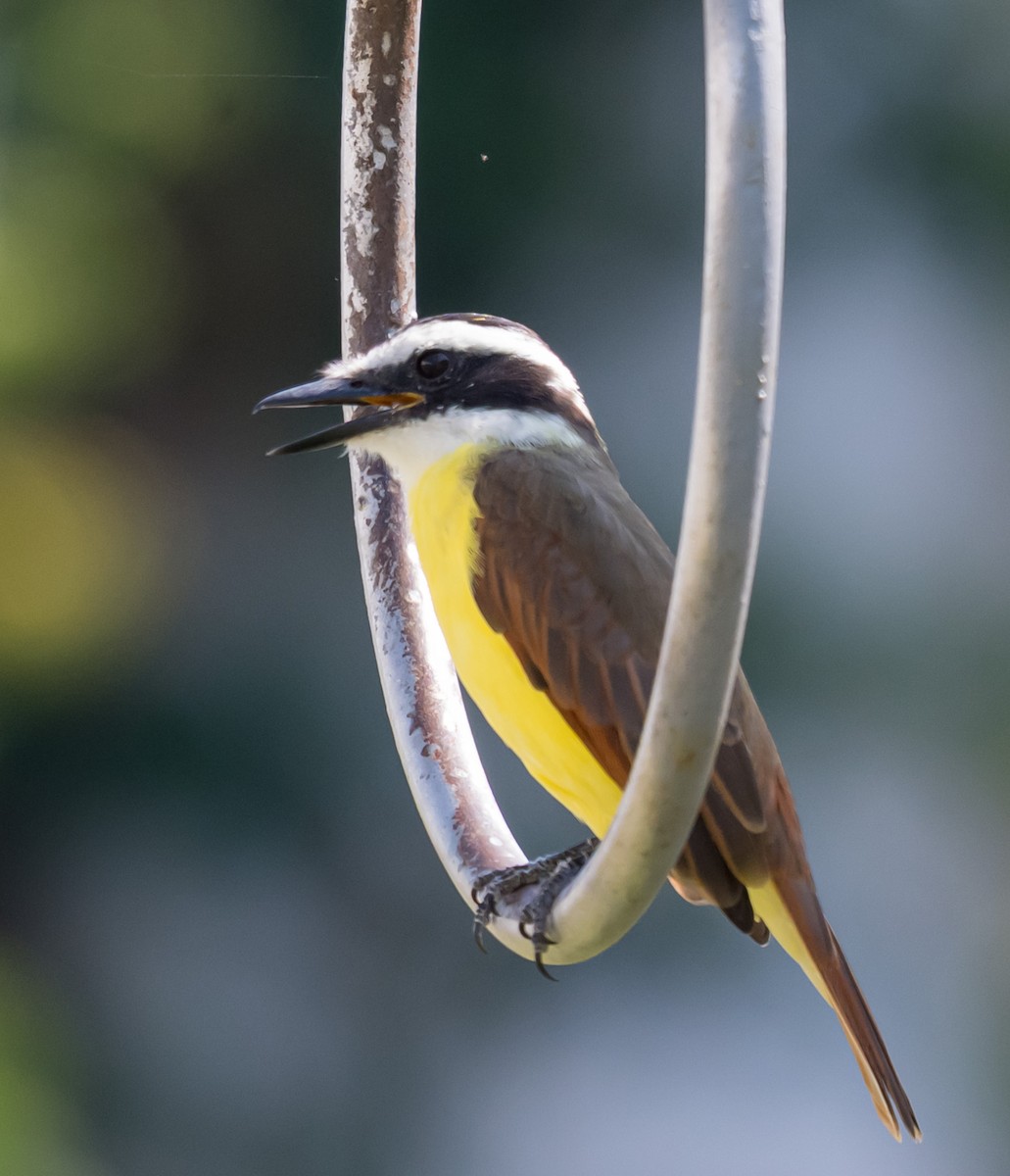 Great Kiskadee - ML644253576