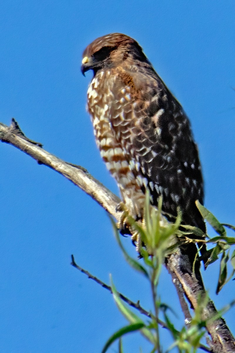 rødvingevåk - ML644253577