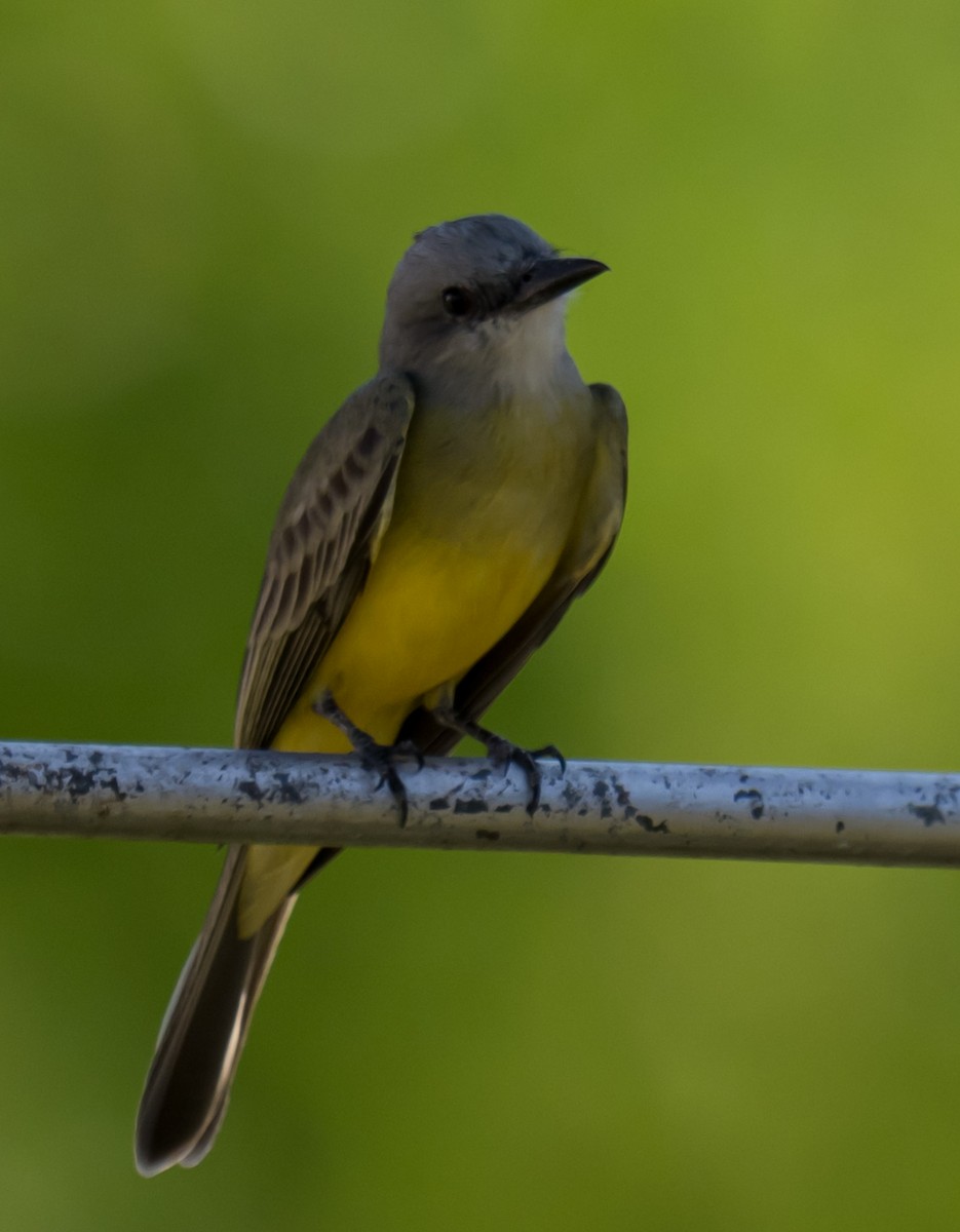 Tropical Kingbird - ML644253578