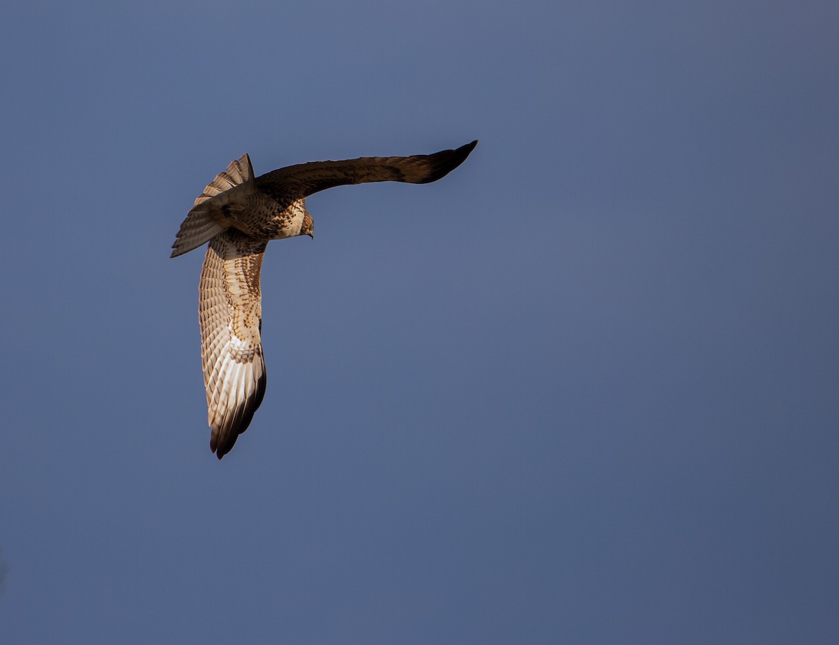 Red-tailed Hawk - ML644253590