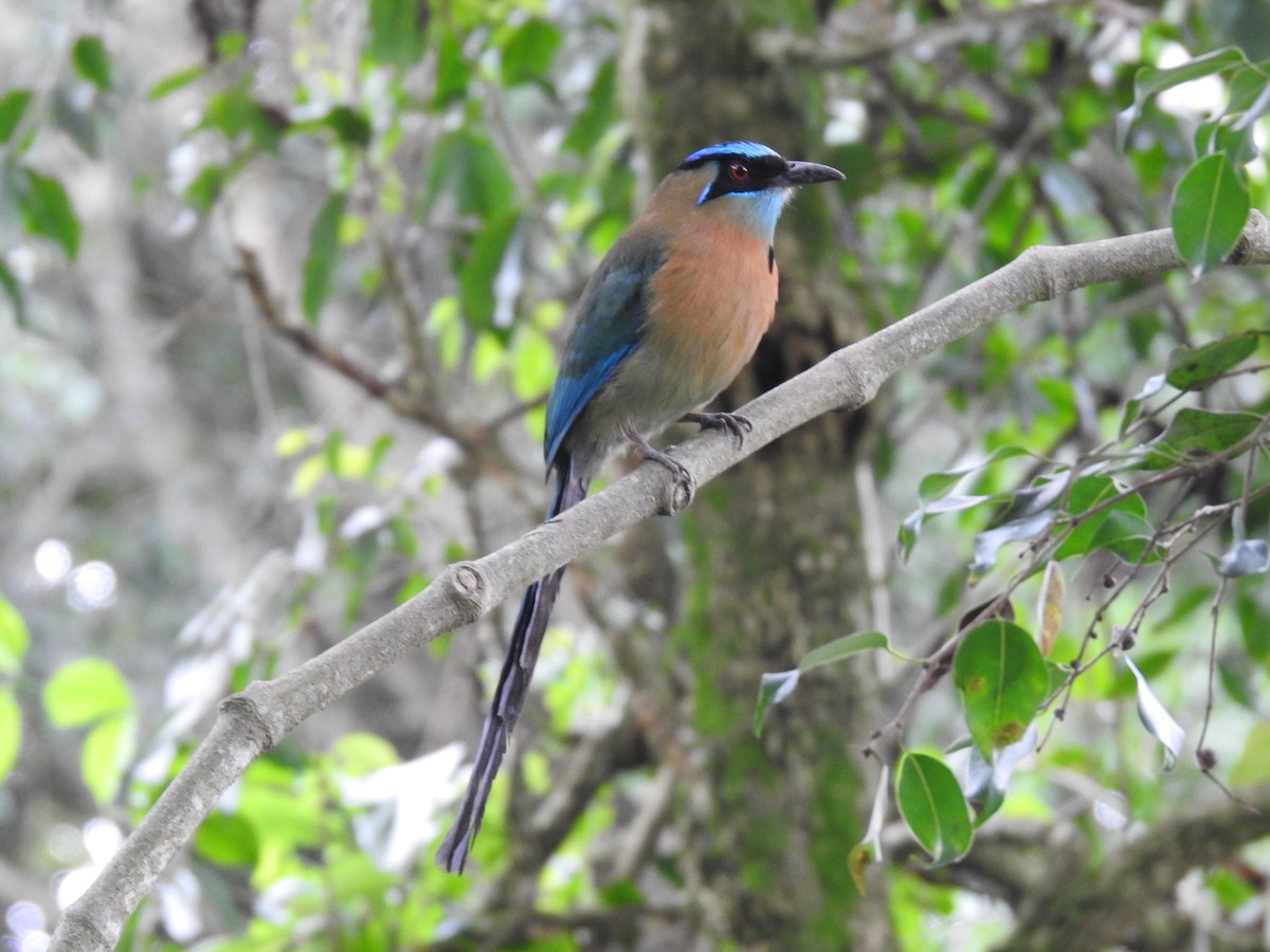 レッソンハチクイモドキ - ML644253601