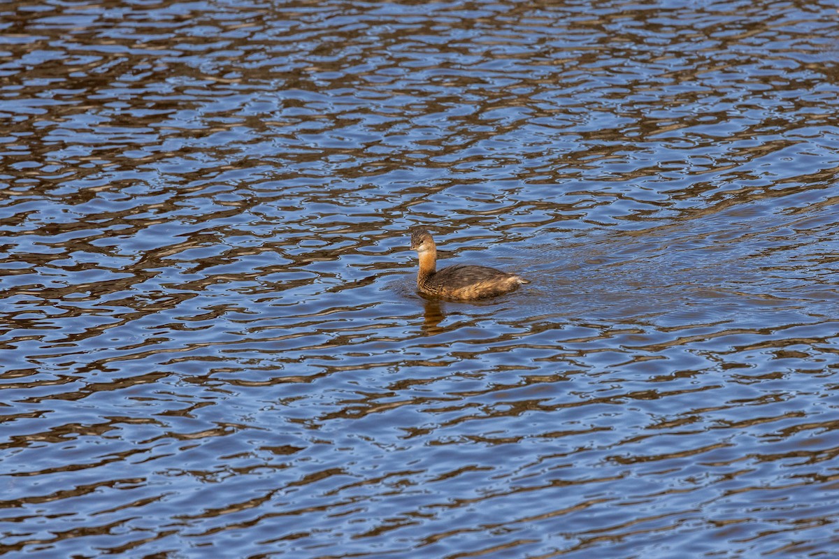 Pied-billed Grebe - ML644253602
