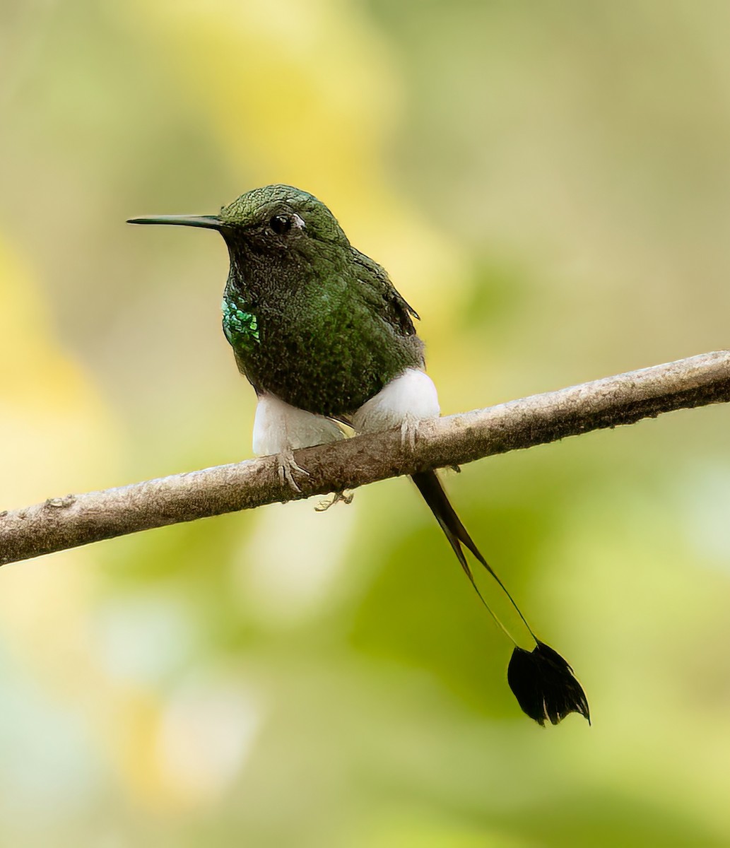 White-booted Racket-tail - ML644253610