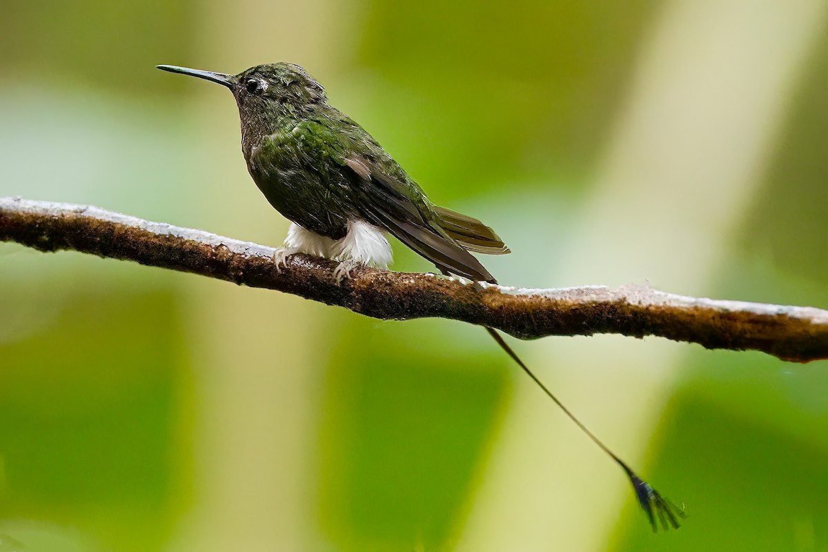 White-booted Racket-tail - ML644253611