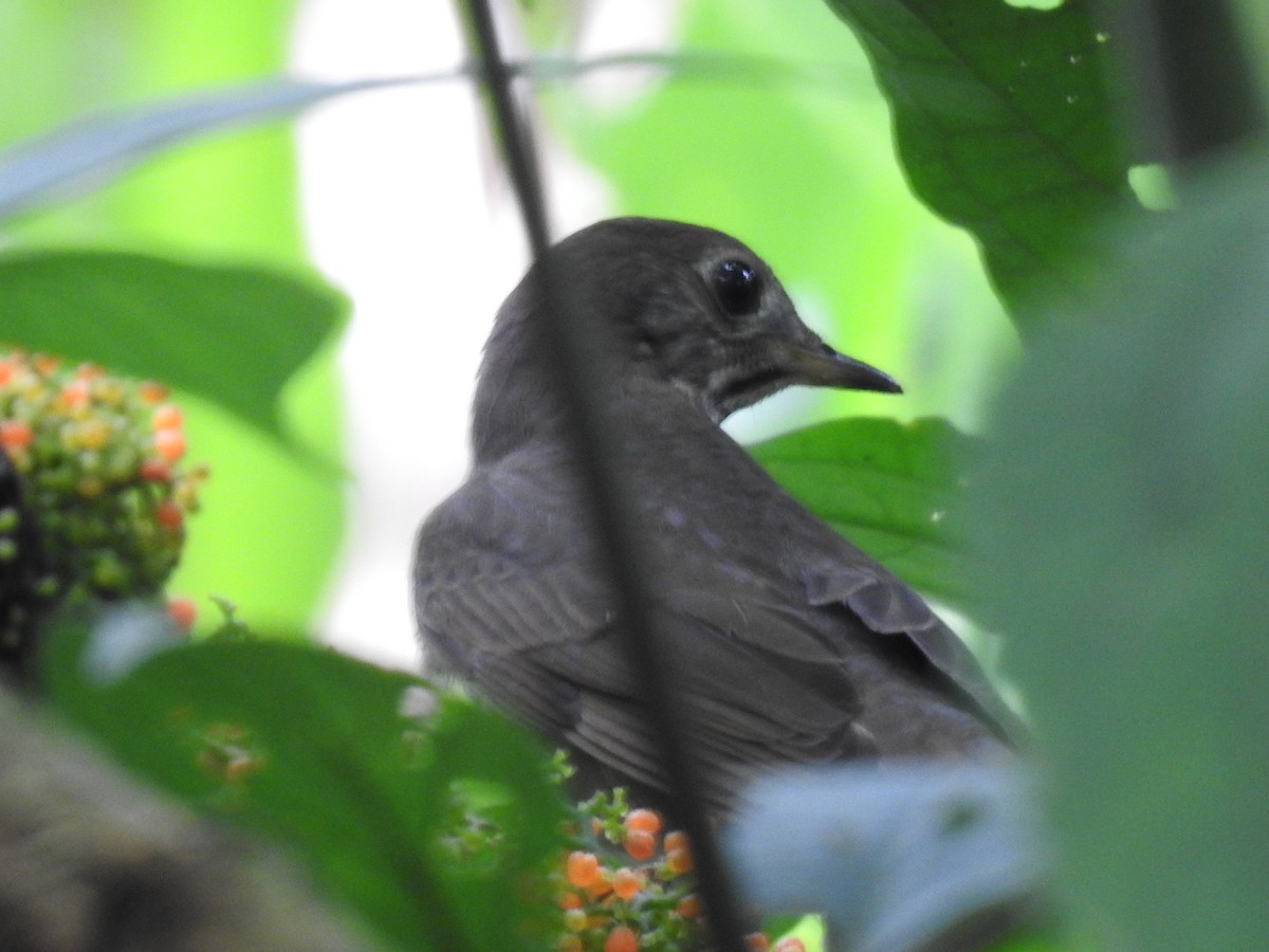 Grive à joues grises - ML644253612