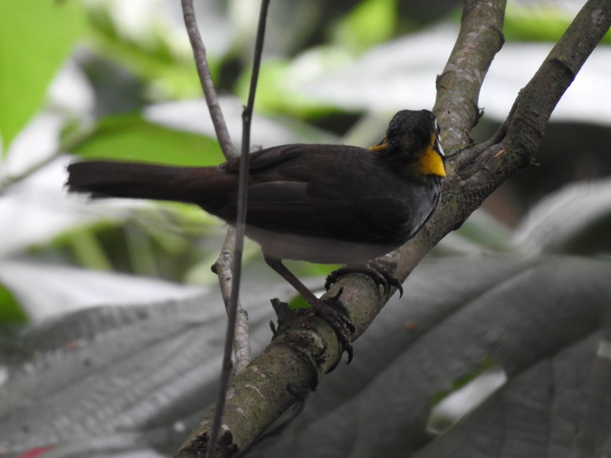 White-eared Ground-Sparrow - ML644253620