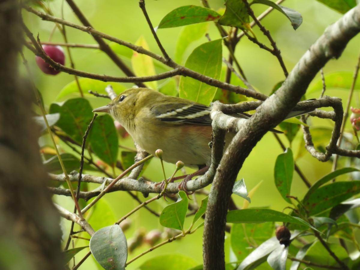 Bay-breasted Warbler - ML644253630