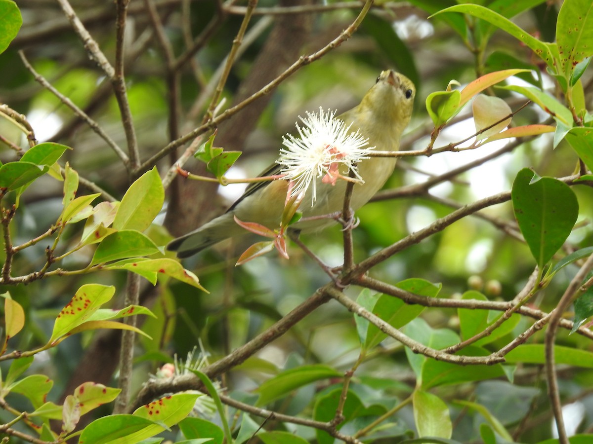 Bay-breasted Warbler - ML644253631