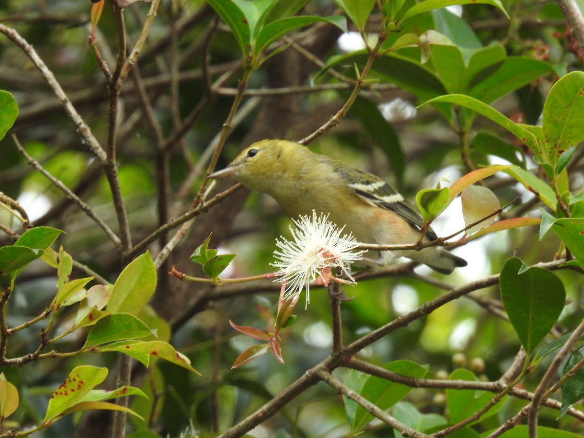 Bay-breasted Warbler - ML644253632