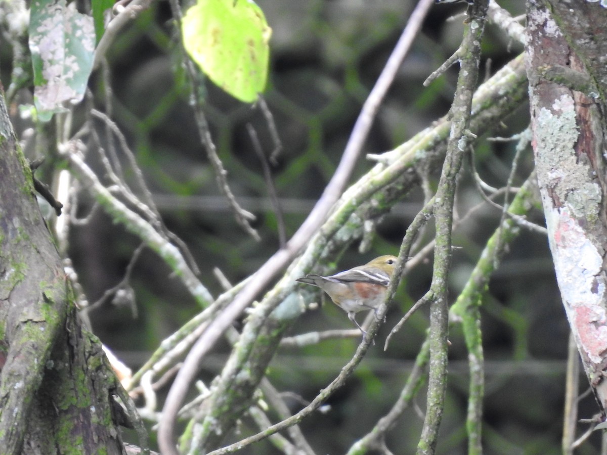 Bay-breasted Warbler - ML644253633