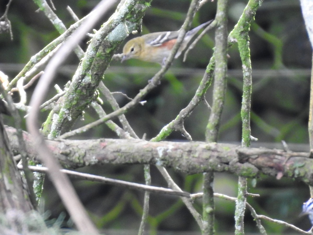 Bay-breasted Warbler - ML644253634