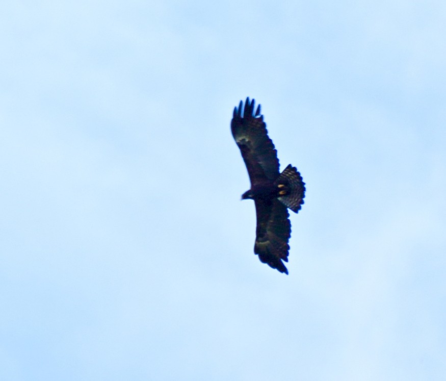 Орел чорний - ML644253682