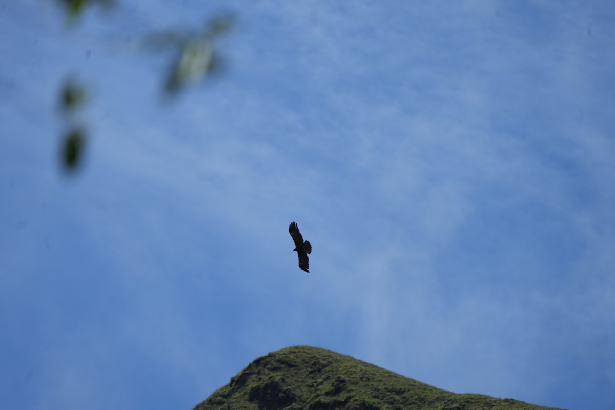 Орел чорний - ML644253687