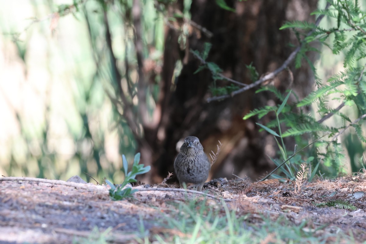 Canyon Towhee - ML644253699