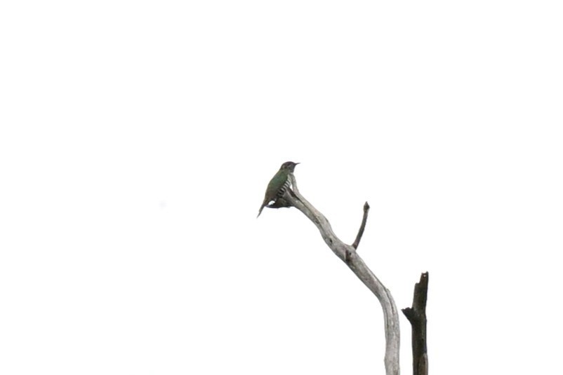 Королець жовтий - ML644253704