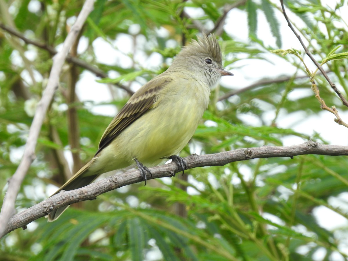 Yellow-bellied Elaenia - ML644253706