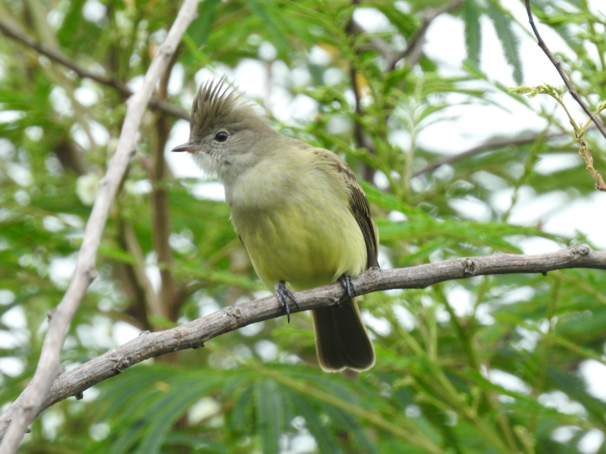 Yellow-bellied Elaenia - ML644253707