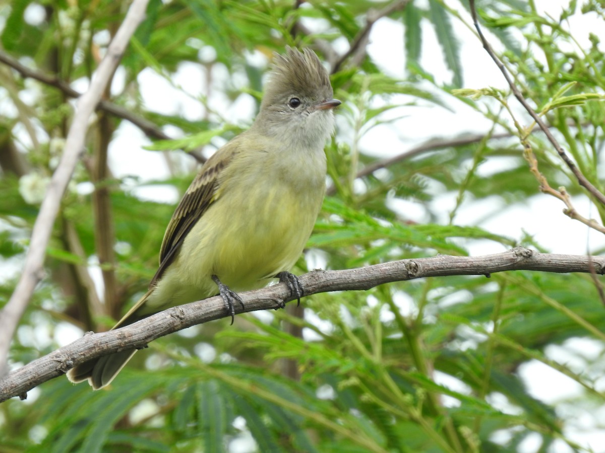 Yellow-bellied Elaenia - ML644253708