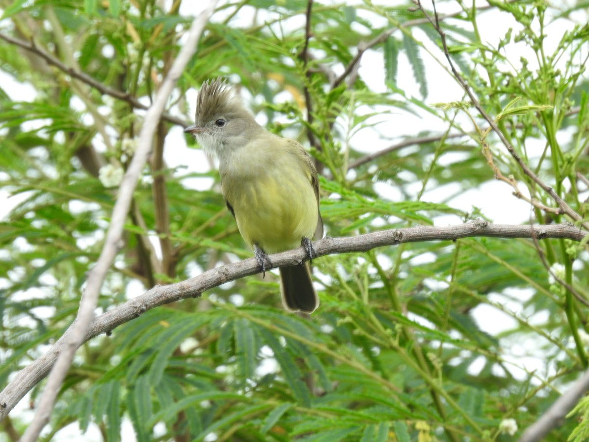 Yellow-bellied Elaenia - ML644253709