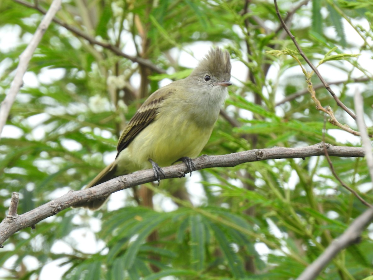 Yellow-bellied Elaenia - ML644253710