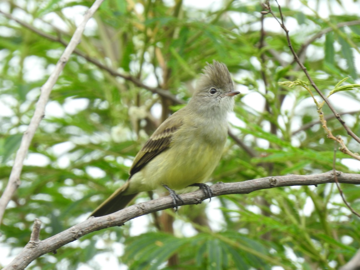 Yellow-bellied Elaenia - ML644253711