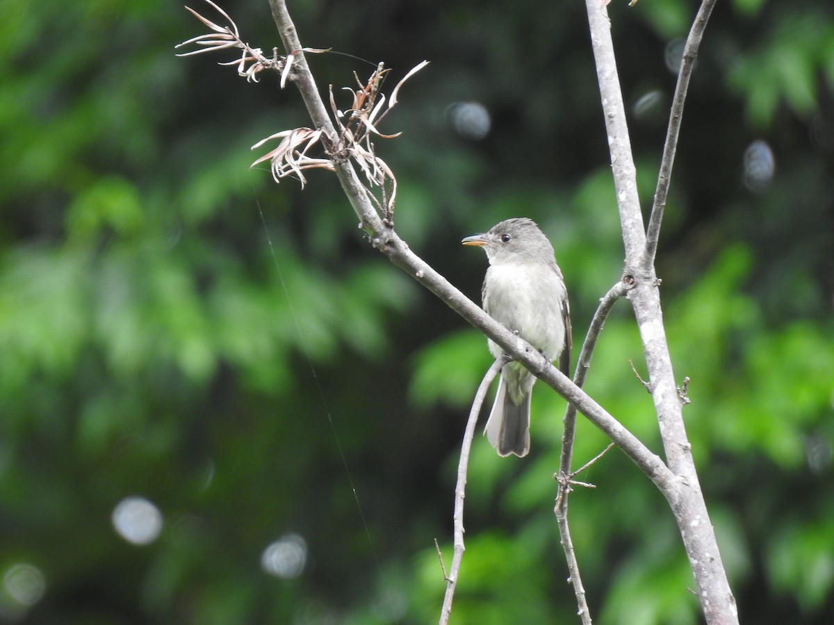 Eastern Wood-Pewee - ML644253718