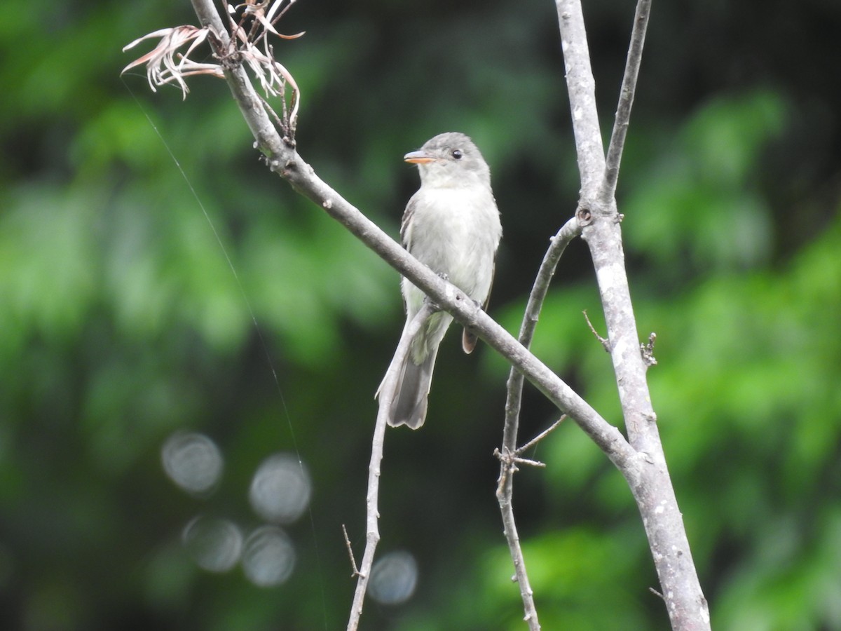 Eastern Wood-Pewee - ML644253719