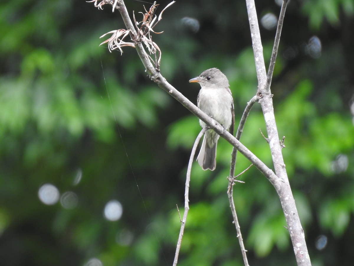 Eastern Wood-Pewee - ML644253720