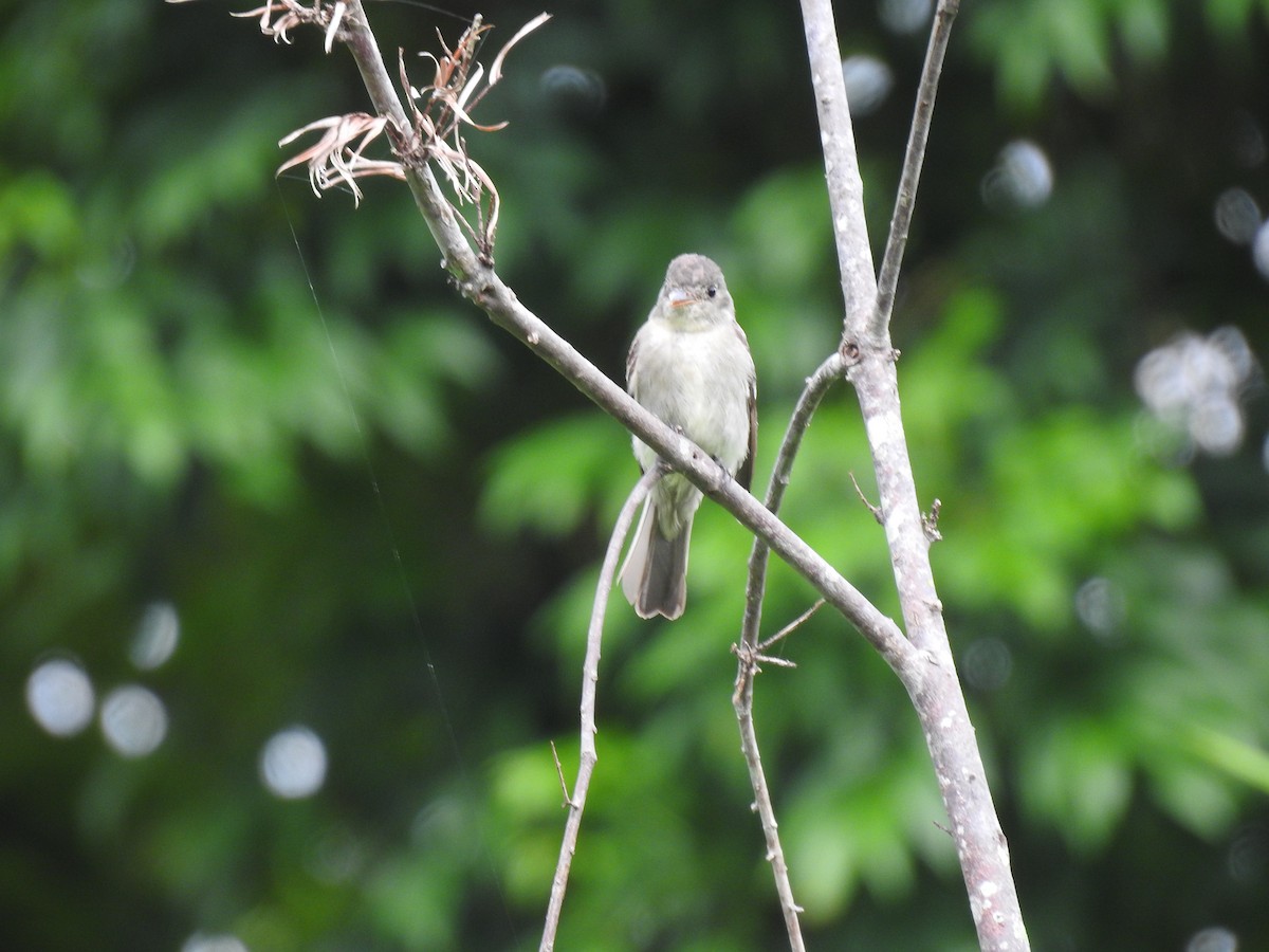 Eastern Wood-Pewee - ML644253721
