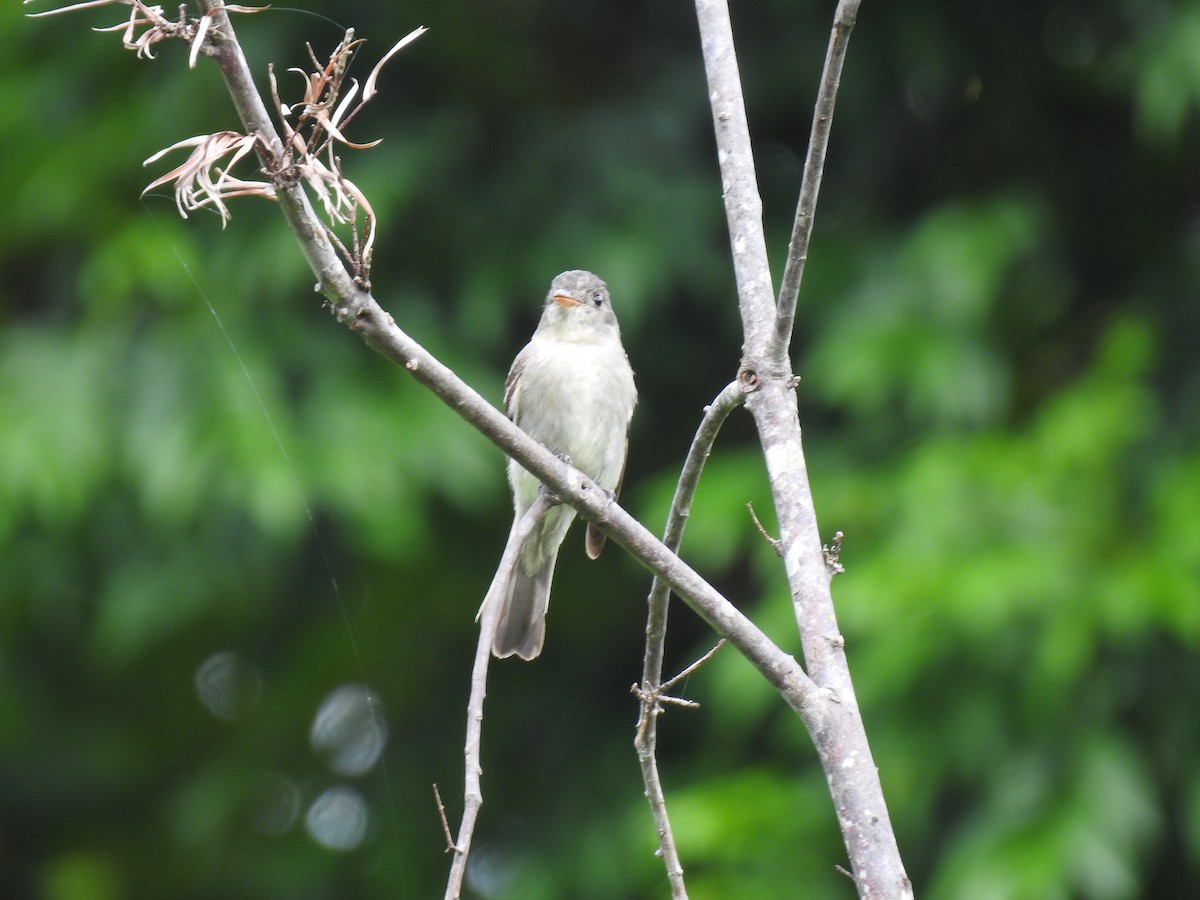 Eastern Wood-Pewee - ML644253722