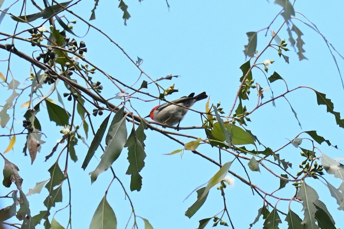 クレナイミツスイ - ML644253734