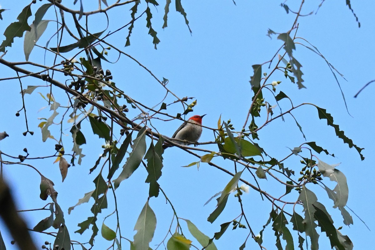 クレナイミツスイ - ML644253735