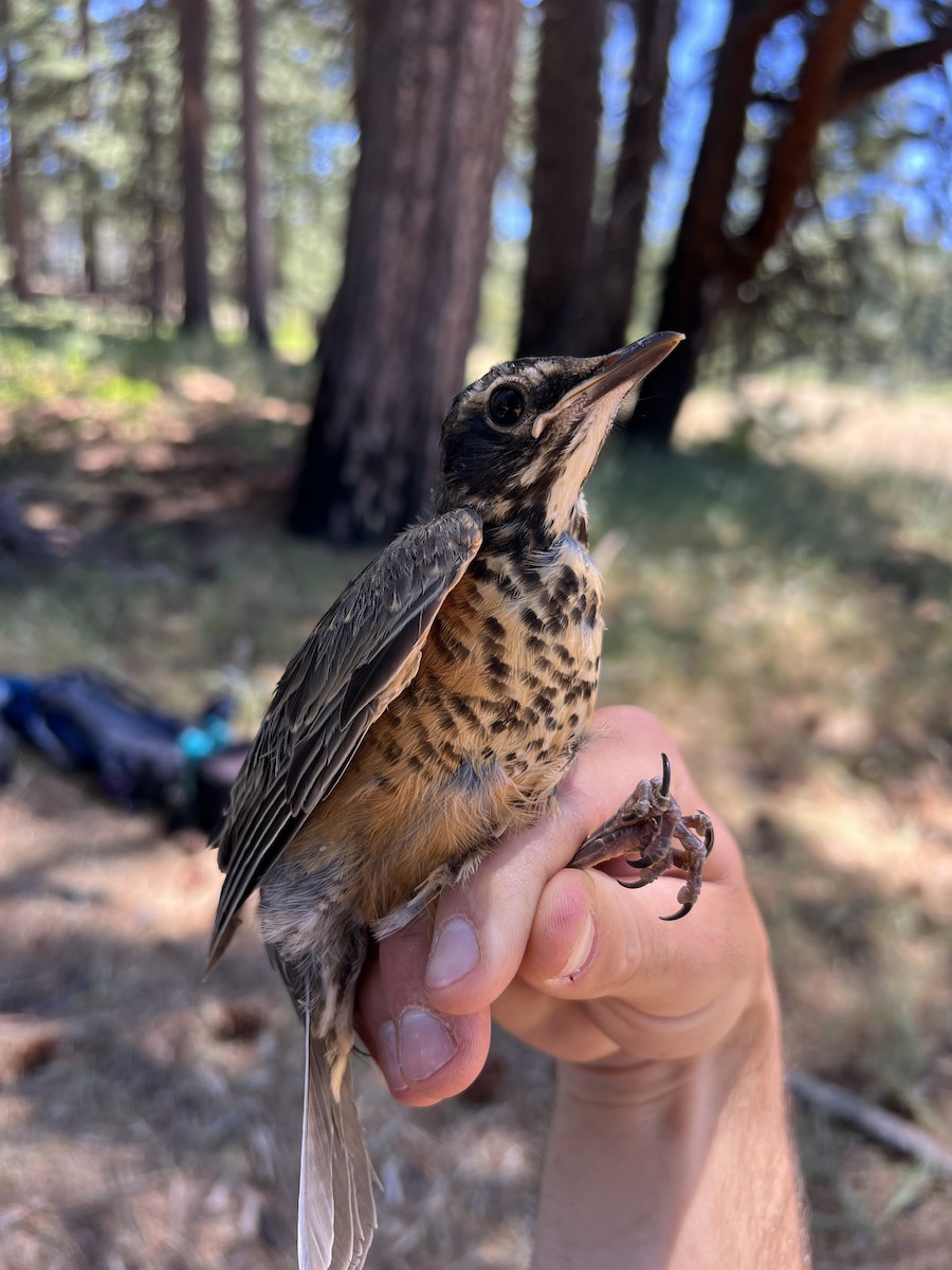 vandretrost - ML644253742