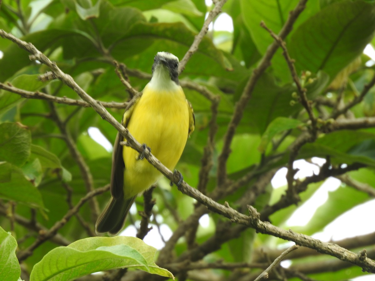 Tyran sociable - ML644253745