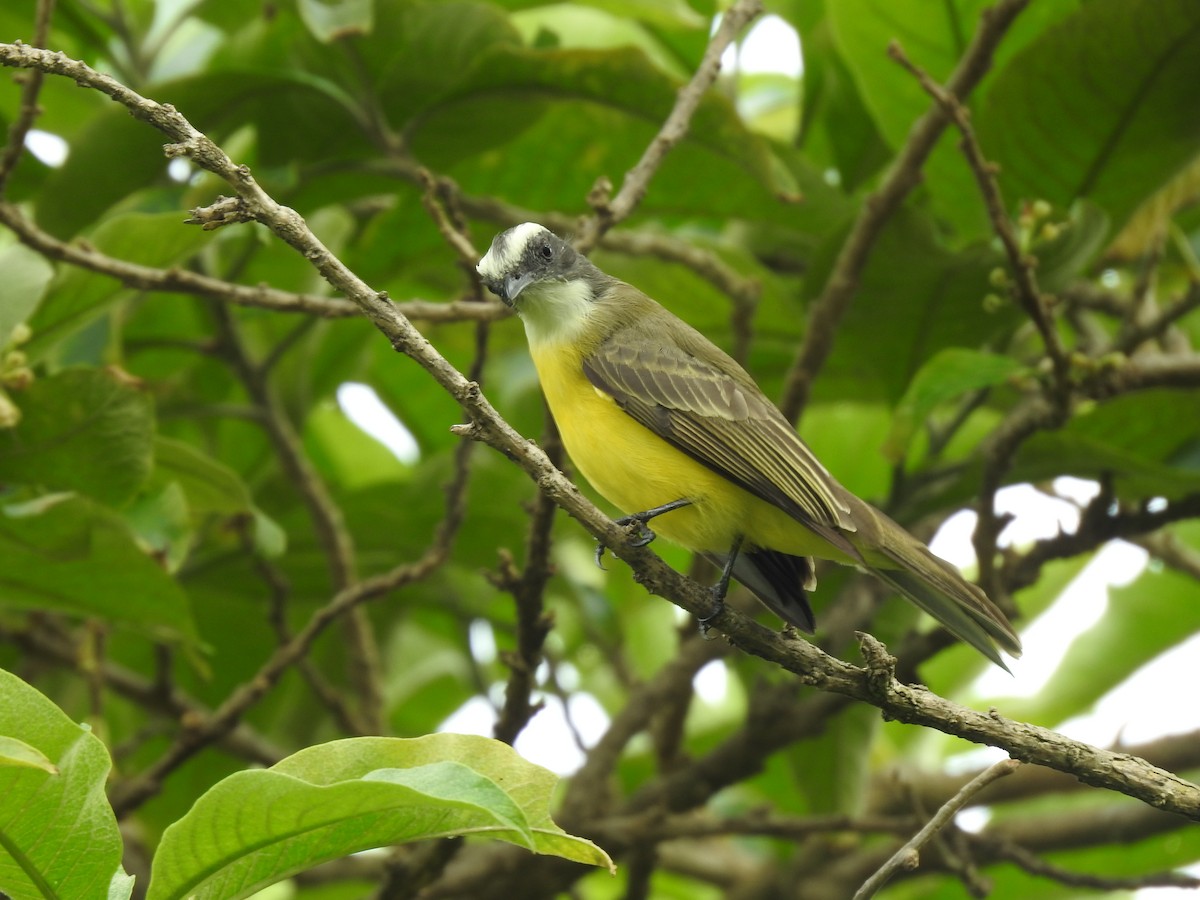 Tyran sociable - ML644253746