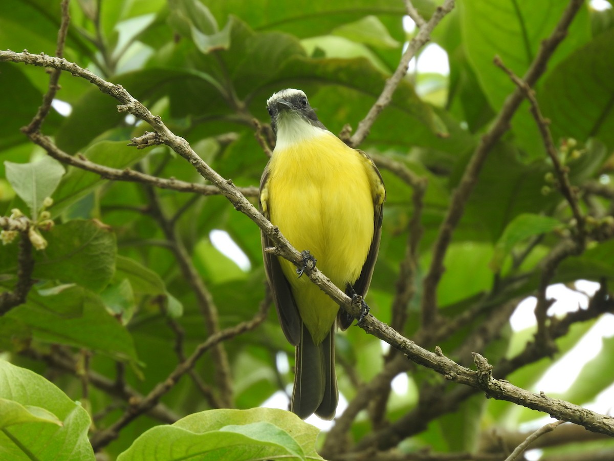 Tyran sociable - ML644253747