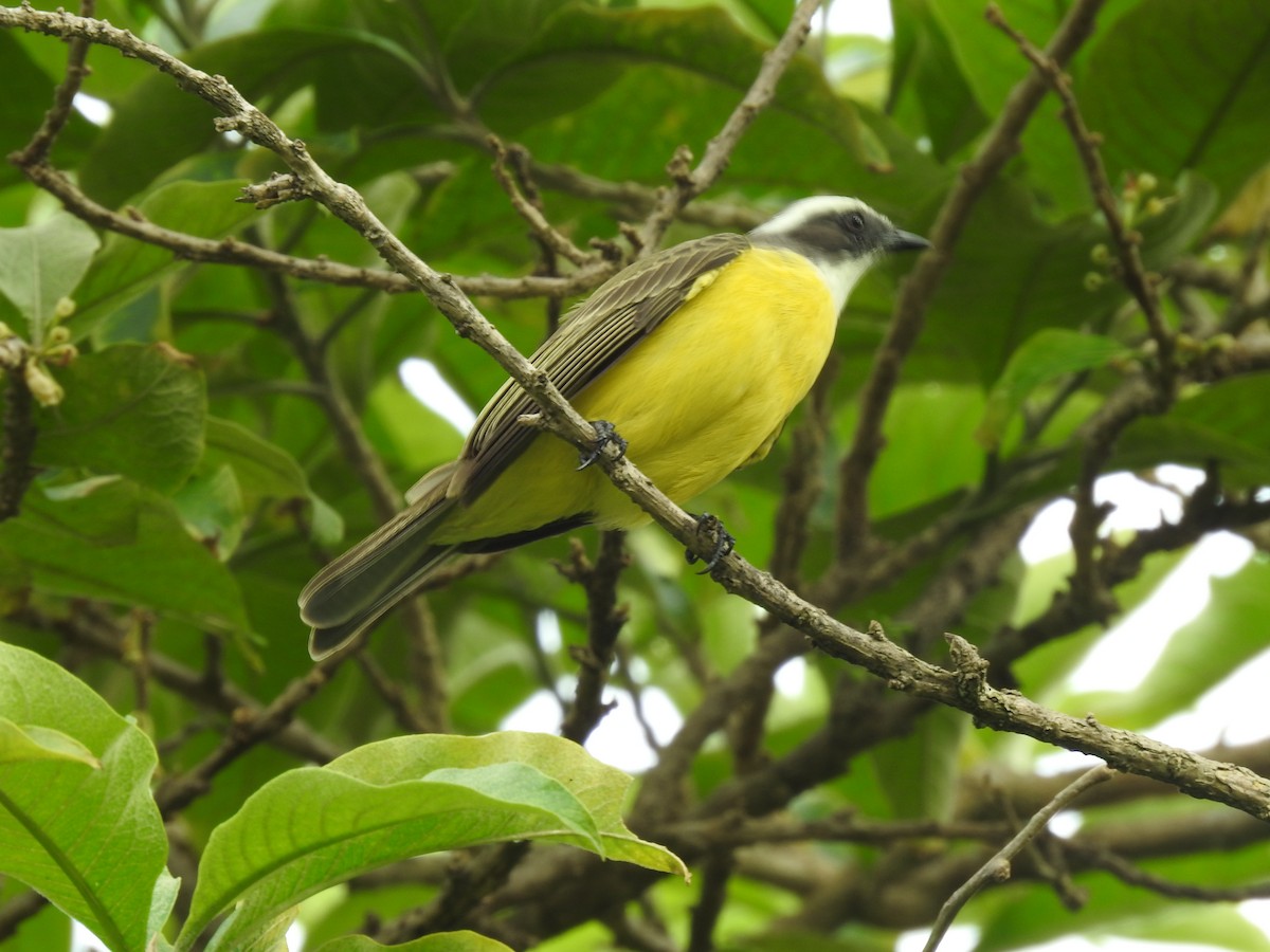 Tyran sociable - ML644253748