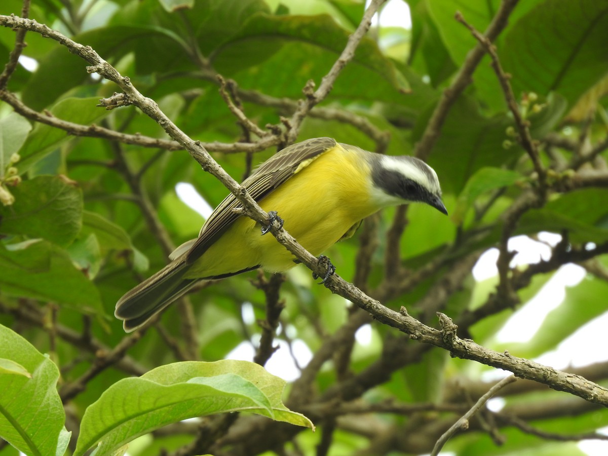 Tyran sociable - ML644253749