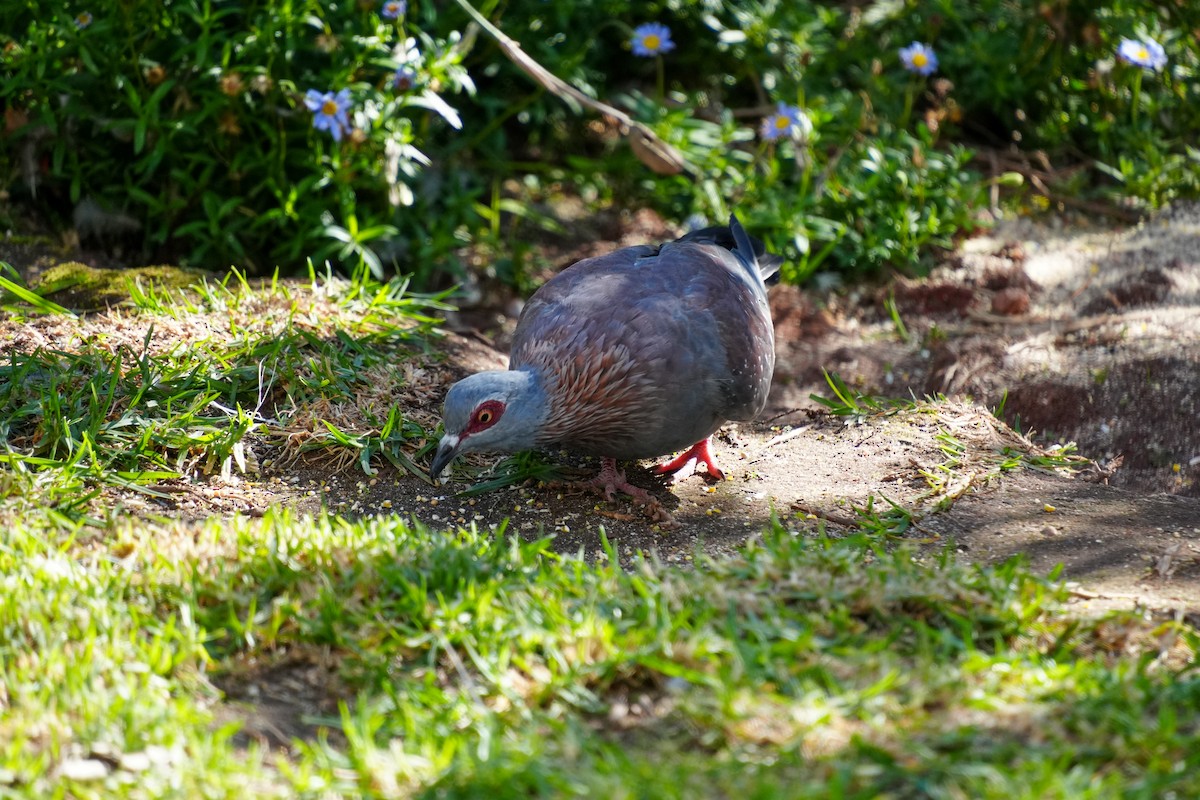 Paloma de Guinea - ML644253750