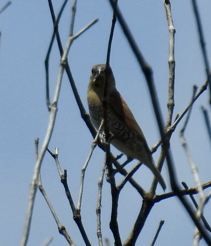 斑文鳥 - ML644253756