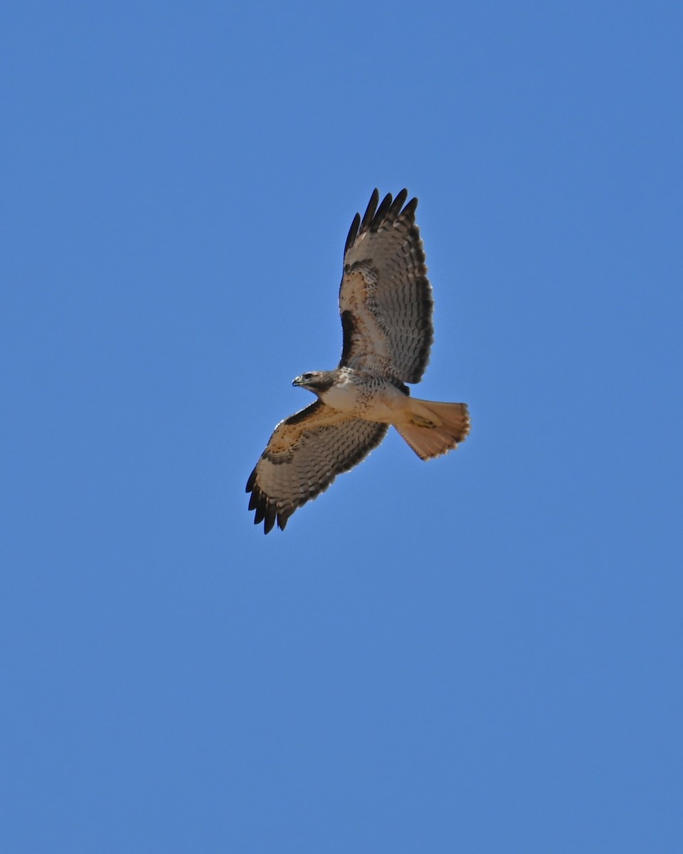 Red-tailed Hawk - ML644253770