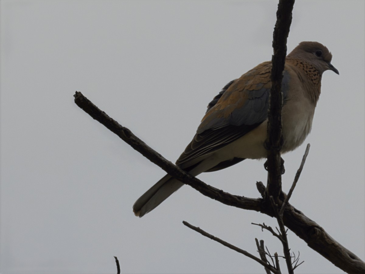 Өөдсөн хүүрзгэнэ - ML644253789