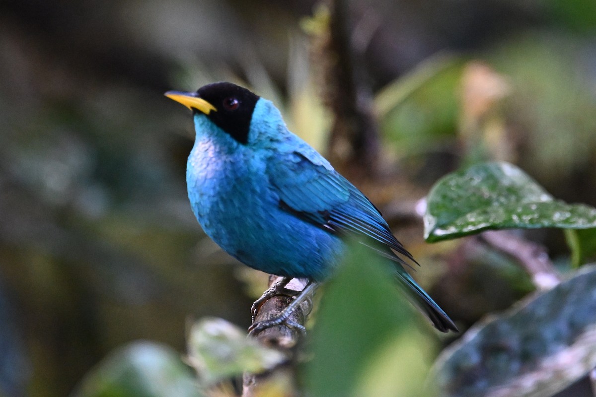 Kappennaschvogel - ML644253793