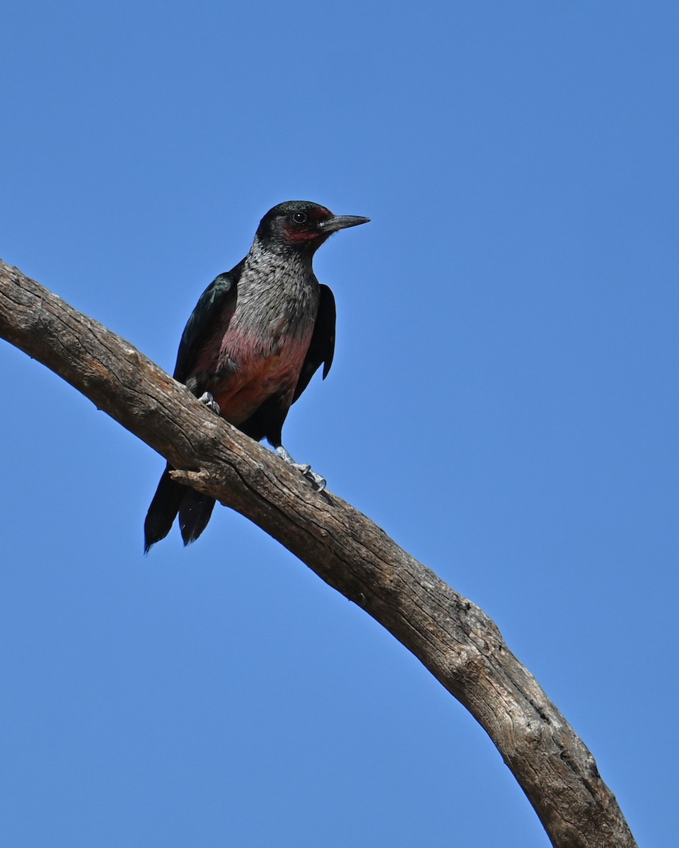 Lewis's Woodpecker - ML644253794