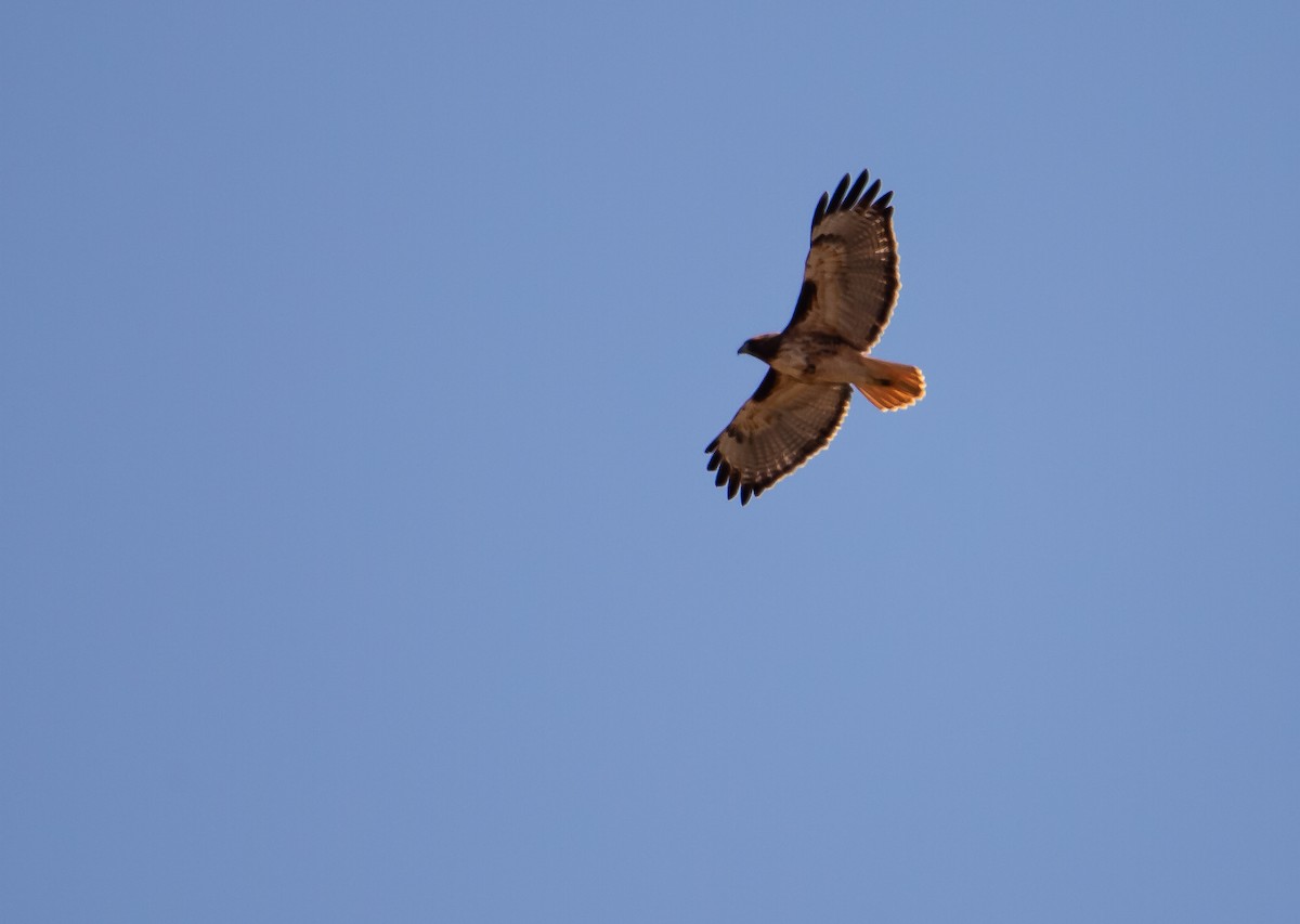 Red-tailed Hawk - ML644253799